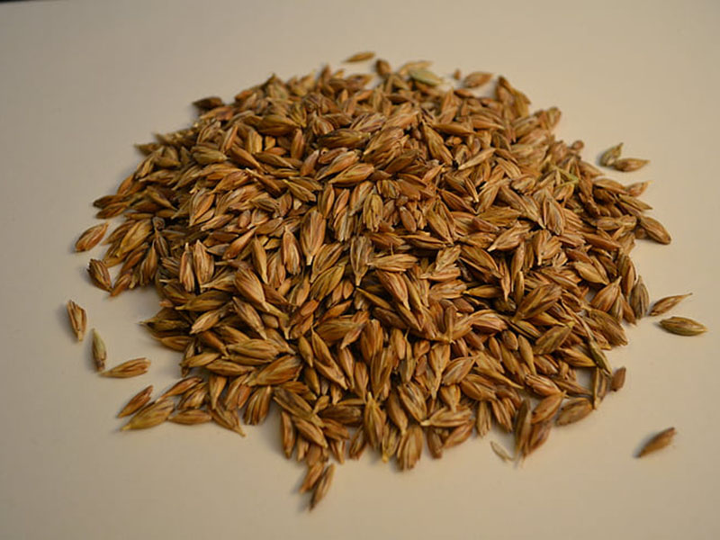 黃曲霉毒素定量檢測儀快速定量檢測糧食安全！