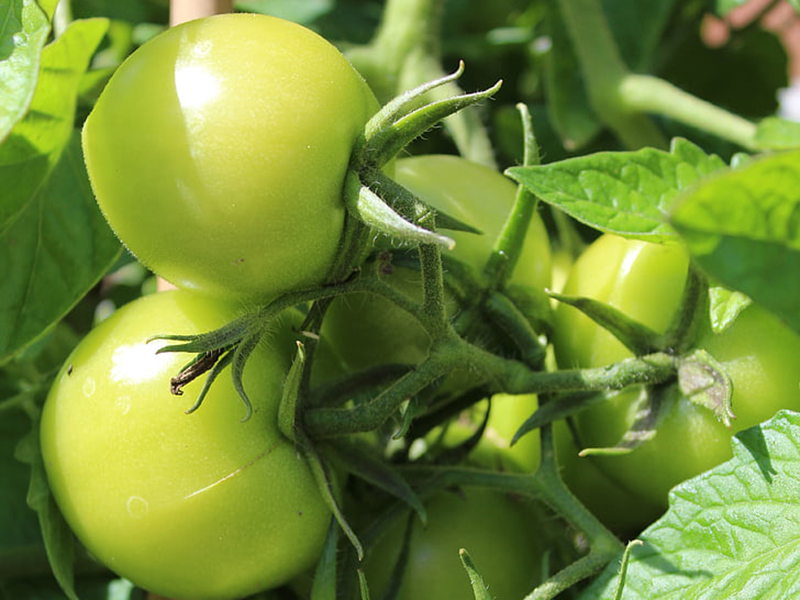 農(nóng)藥殘留檢測儀結(jié)果準(zhǔn)確嗎