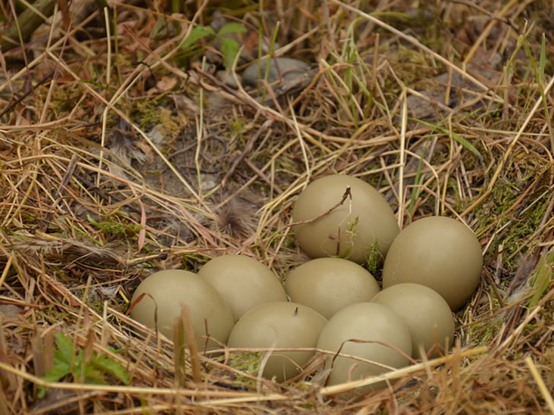 雞蛋中的藥物殘留要怎么檢測？