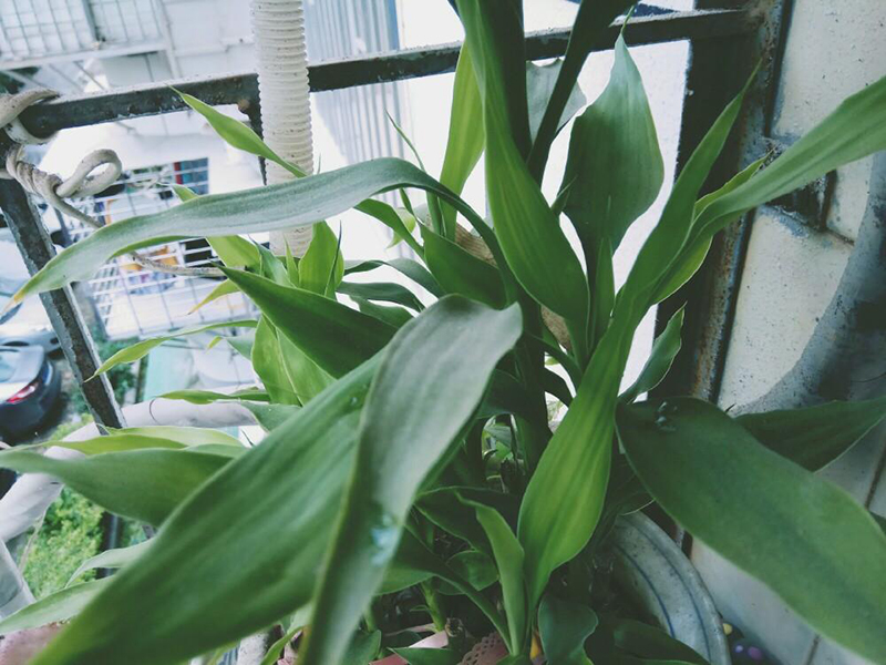 土壤養(yǎng)分快速測(cè)定儀