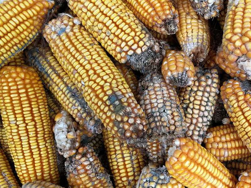 云唐真菌毒素檢測設備，嘔吐毒素檢測儀