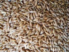 糧食重金屬檢測儀，滿足現場檢測需求