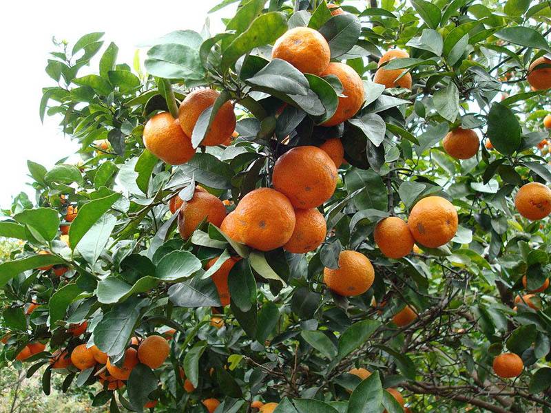 砂糖橘的種植,光照很重要 砂糖橘的種植,光照很重要