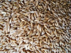 小麥黃曲霉毒素檢測儀快速、安全、便攜