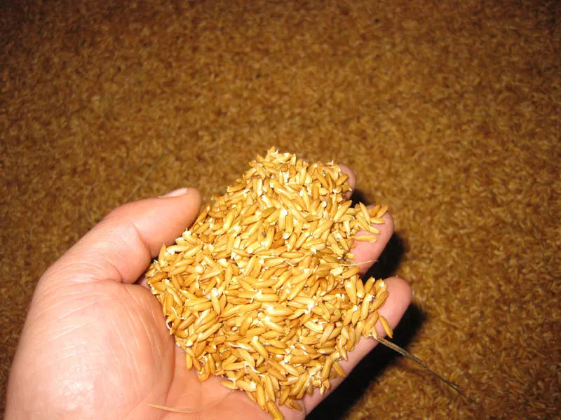 糧食中的真菌毒素怎么檢測(cè) 糧食中的真菌毒素怎么檢測(cè)