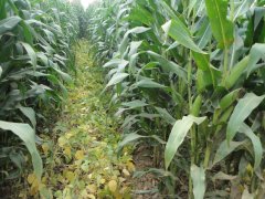 玉米秋收時(shí)節(jié)，黃曲霉毒素檢測(cè)不能少